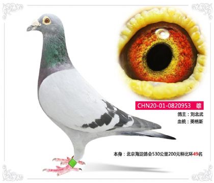 �����������530����200Ԫ�رȻ�49��   ��	