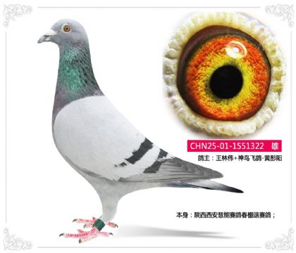 ����ΰ-���������������봺��������322   ��	
