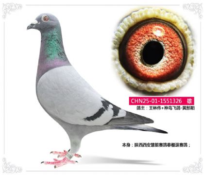 ����ΰ--���������������봺��������326   ��	
