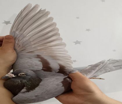 23