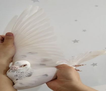 20