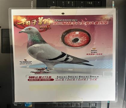����Ƭ��뷢��