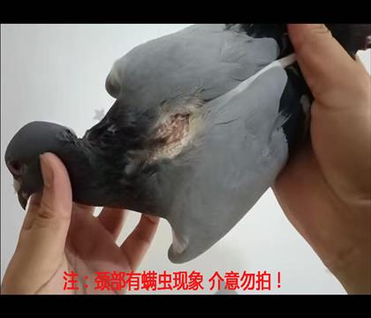 �������������� ��������