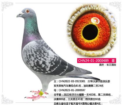 长江鸽业---御林军总教头血系489 雄