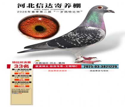 �ӱ��Ŵ����33��
