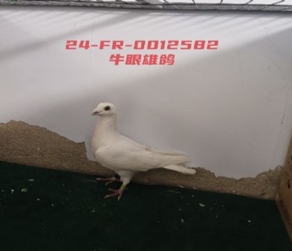 ����