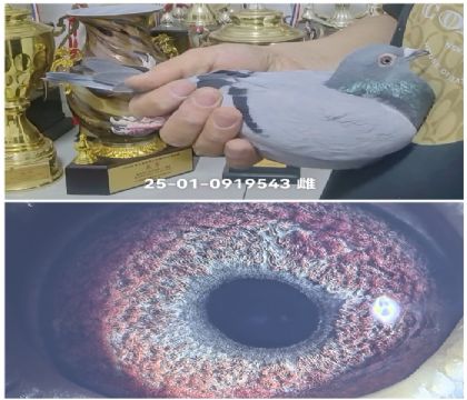 �����Ҳ�Ĭ��0919543
