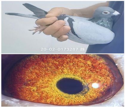 530�����վ��42��02-0173287