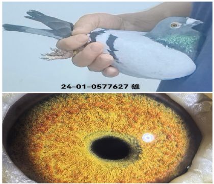 ���˽�������0577627