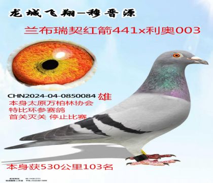 ������ر���������������441