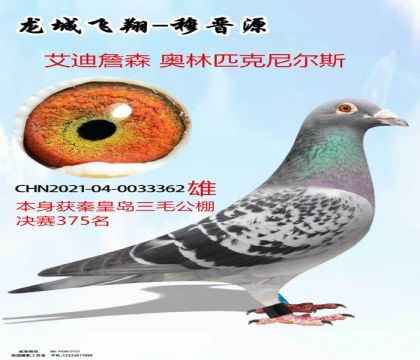 �ػʵ���ë����375������ƥ�����˹