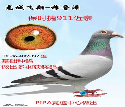 PIPA������ʱ��911����