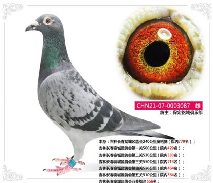 吉林长春宽城区鸽会第五关510公里院内364名 雌