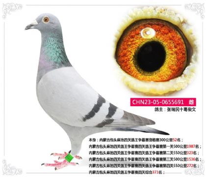 内蒙古包头麻池四关鸽王争霸赛四关综合371名 雌