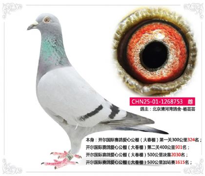 开尔国际赛鸽爱心公棚(大春棚)500公里加站赛1615名