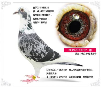 瑞克.亨利.古斯特---英格斯782 雌