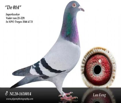 NL2020-1658014 雄