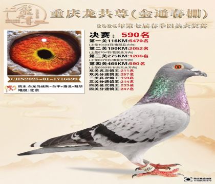 重庆龙共尊(金通春棚)赛鸽中心465公里决赛590名