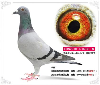 张家口庆翔赛鸽公棚(春棚)500公里决赛911名 雌