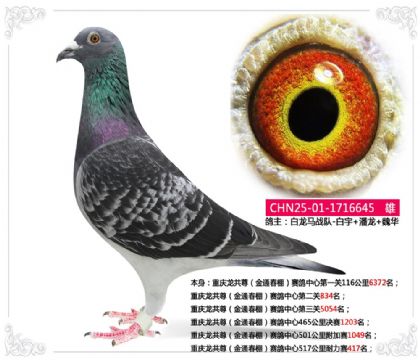 重庆龙共尊(春棚)赛鸽中心517公里耐力赛417名