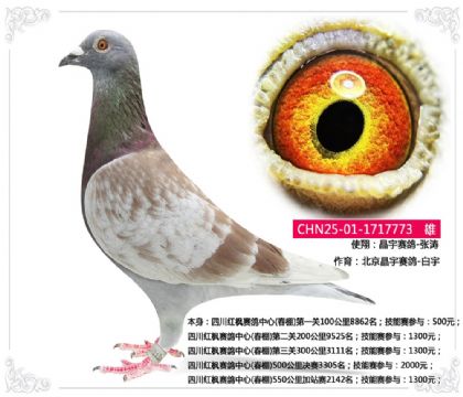 四川红枫赛鸽中心(春棚)550公里加站赛2142名 雄