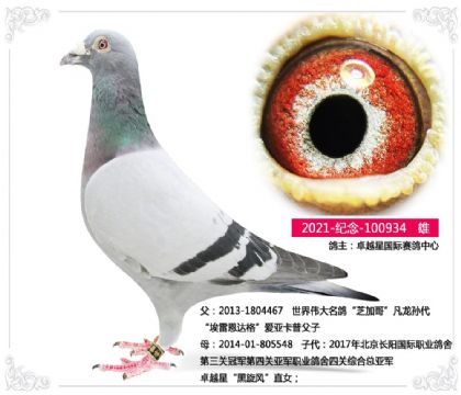 卓越星国际赛鸽中心---凡龙934 雄