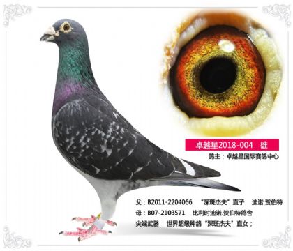 卓越星国际赛鸽中心---“深斑杰夫”直孙004 雄