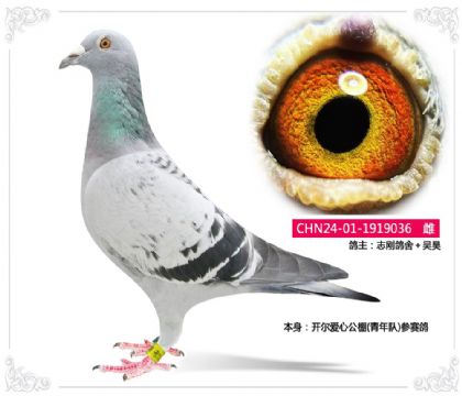 志刚鸽舍+吴昊--开尔爱心公棚(青年队)参赛鸽036 雌