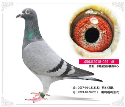 卓越星国际赛鸽中心---胡本059 雌