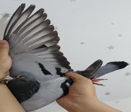 21