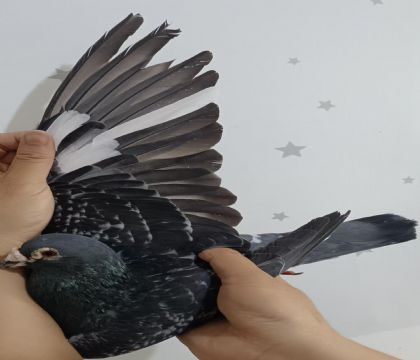 22