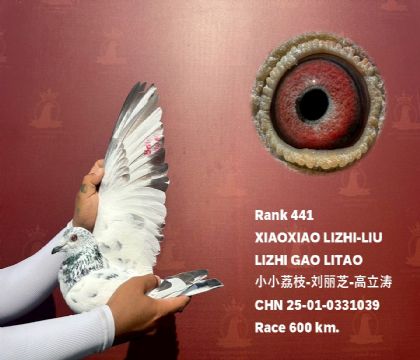 泰国芭提雅国际赛鸽公棚600公里加站赛441名 雄