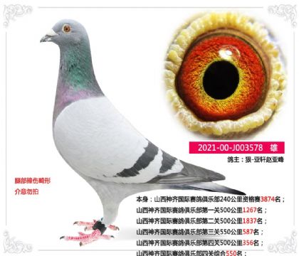 山西神齐国际赛鸽俱乐部四关综合550名 雄