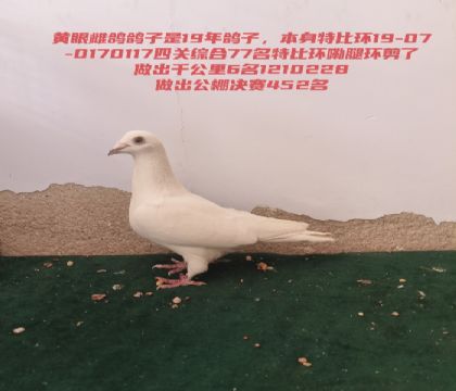 ǧ����6���������452��ĸ��