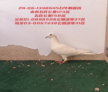 ��ٹ���123���������37�����31��