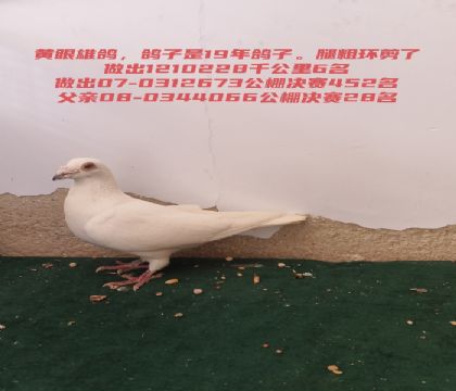 ǧ����6���������452������