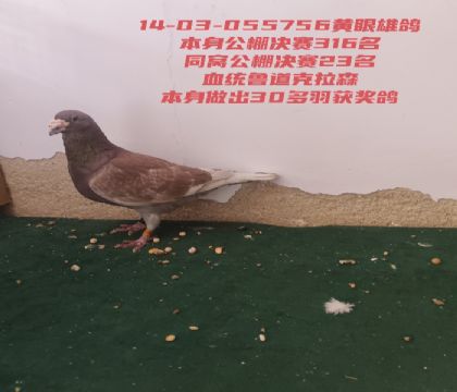 �������316³������ɭ30���𽱸븸��