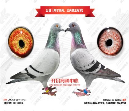 ���Կ����Ĺء����ظ����ھ�