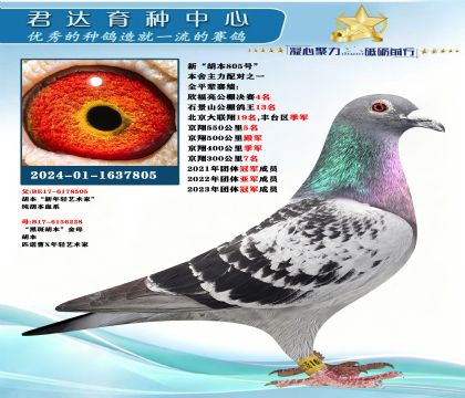 �𻷣��¡�����805����