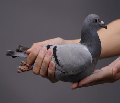 ���鴦ֱ�ӡ�ֱŮ ��������