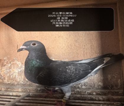 ǧ����鳲��