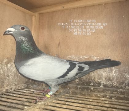 ǧ����鳲��