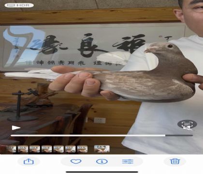 詹森红狐狸X詹森黑珍珠