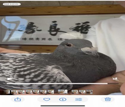 詹森红狐狸X詹森黑珍珠-大体詹森