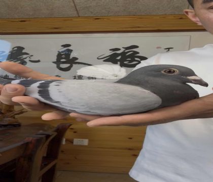 奶酪小子回血