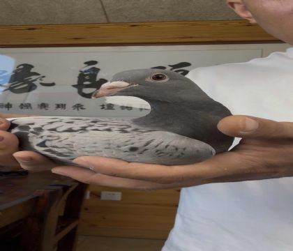 詹森白羽号回血