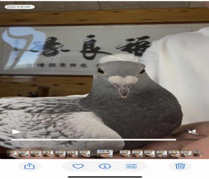 詹森冬日男孩X詹森红魔王