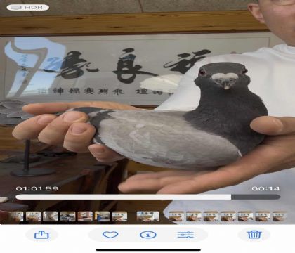 詹森黑珍珠X詹森019