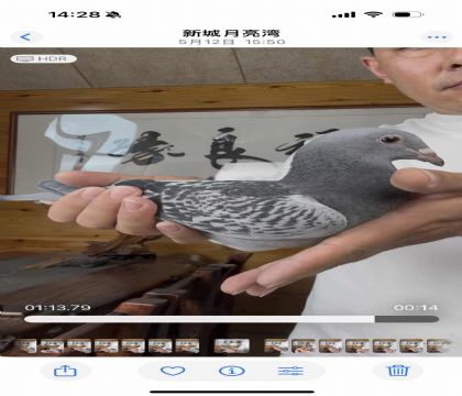 詹森一岁鸽王配孙女回血