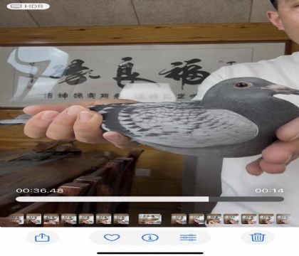 凡戴克年轻所向无敌直孙